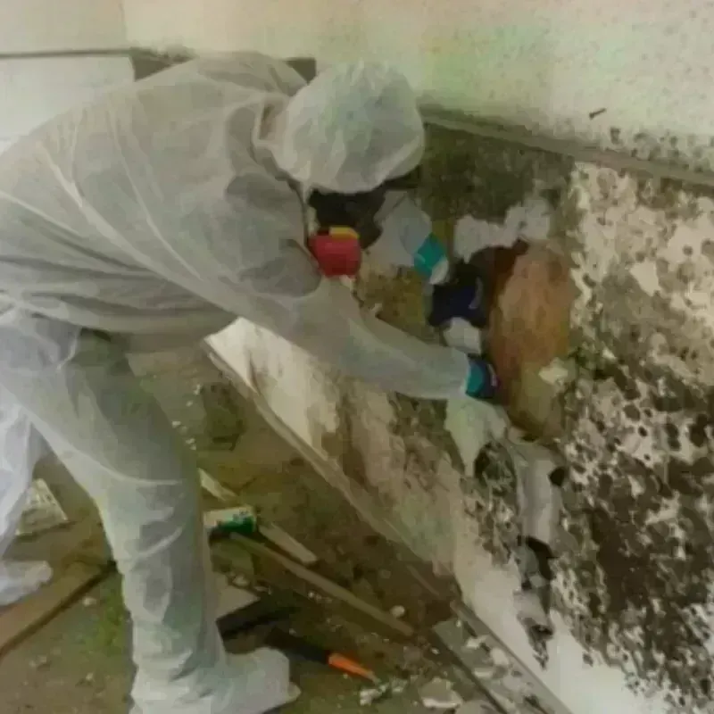 Mold Remediation and Removal in New Lenox, IL